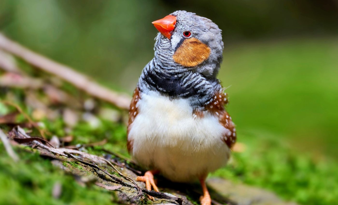 Dopamine fuels learning in young songbirds