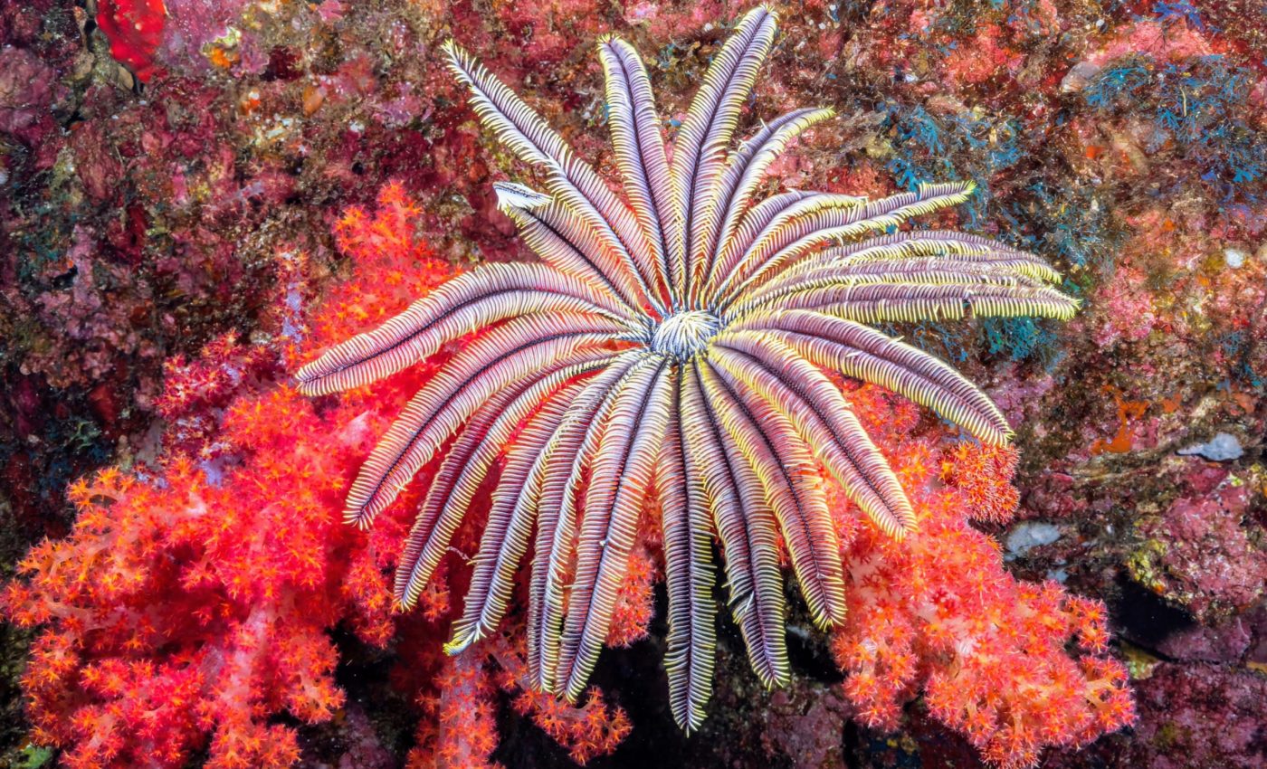 Marine life became strangely uniform after Earth’s worst mass extinction