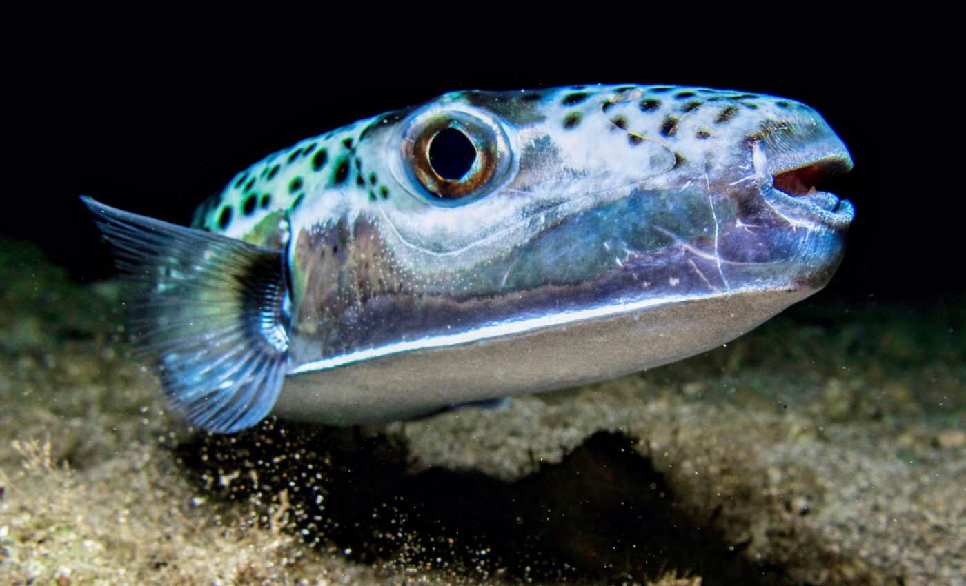 Invasive pufferfish caught in the Adriatic raises safety concerns