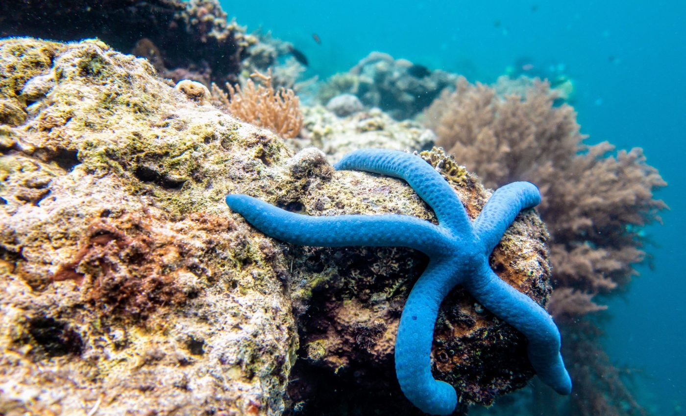 Deep-sea mining impacts marine life for decades