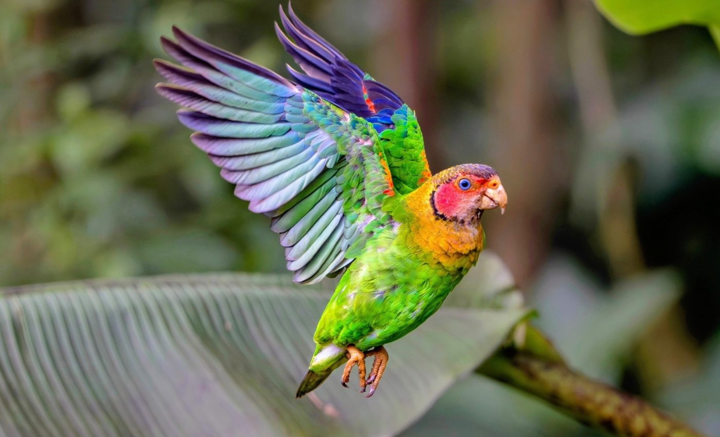 Ecuador’s Red-faced Parrot gets a new home