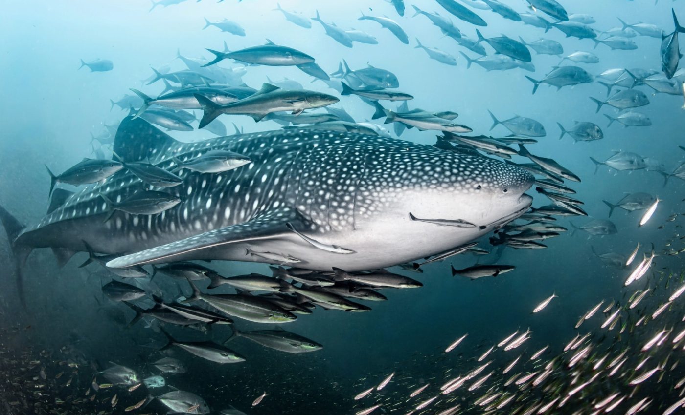 Sneaky fish use sharks like moving shields while hunting