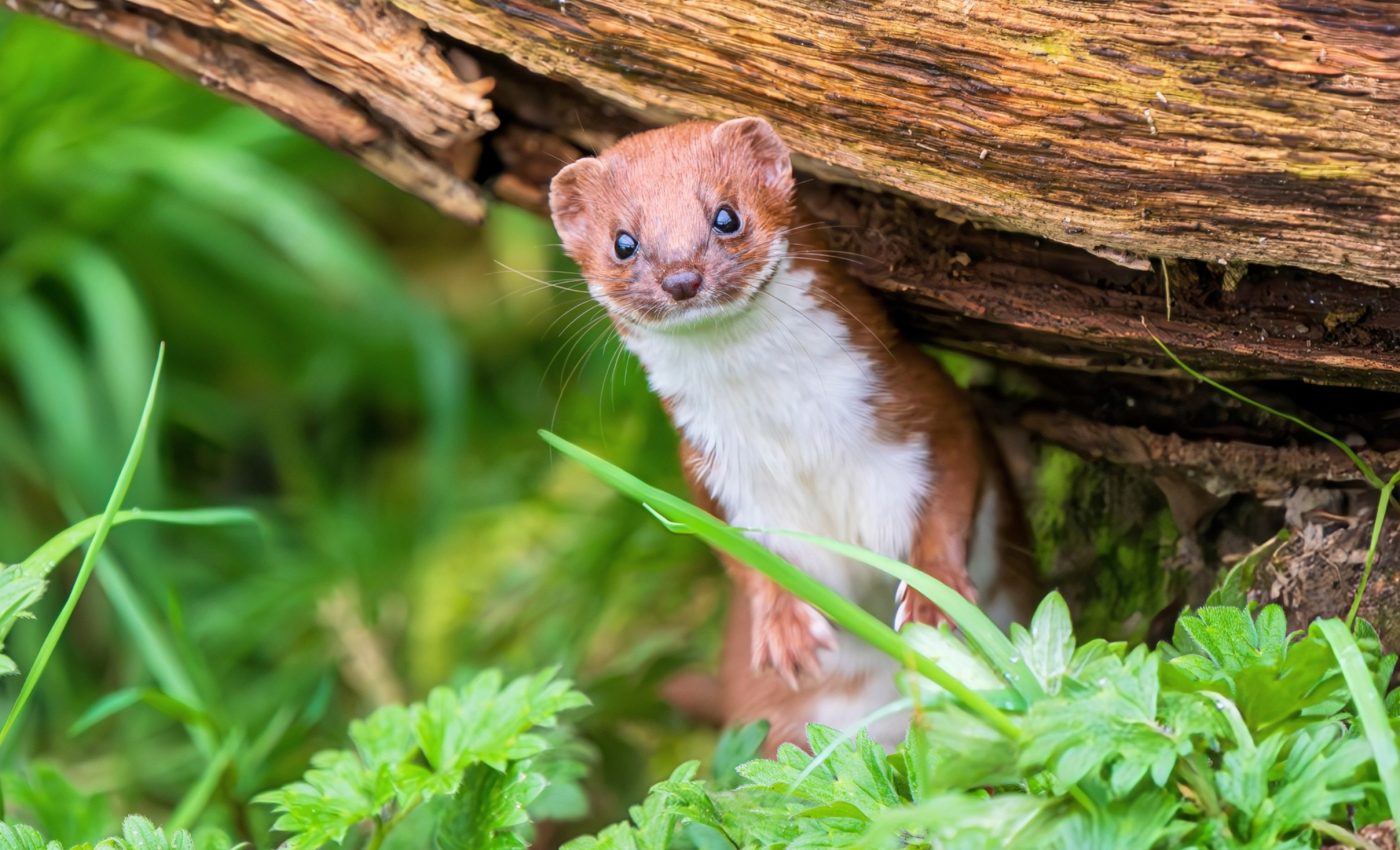 Weasels are vanishing - or are they just too sneaky to spot?