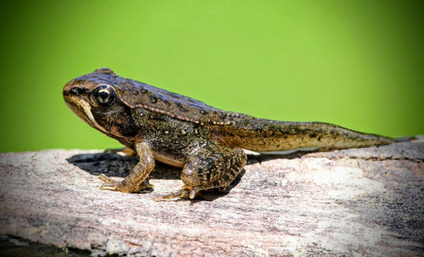 Tadpoles speed up their growth to outsmart a deadly virus