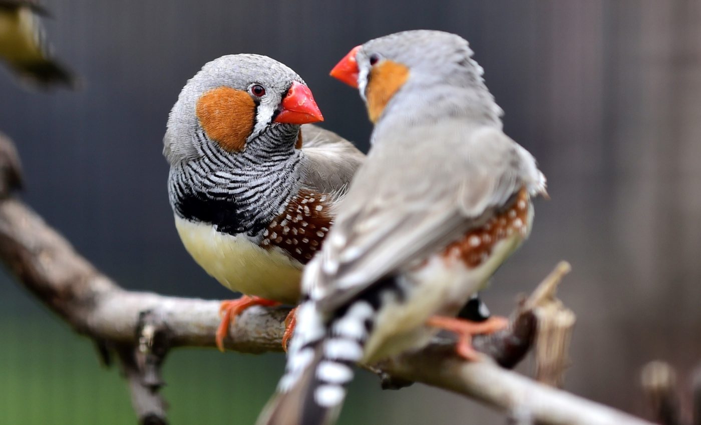 Decoding evolution: How birds can help us prevent pandemics