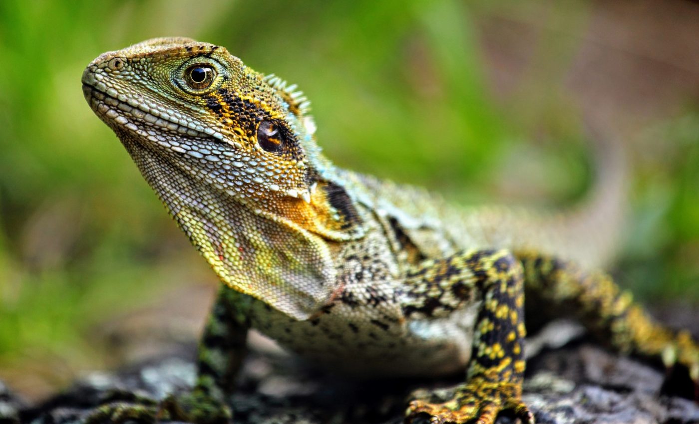 Evolution isn’t just ancient history, it’s happening right now