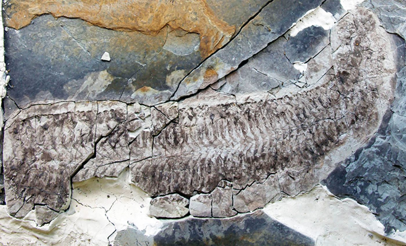 444-million-year-old fossil named 'Sue' has a story to tell
