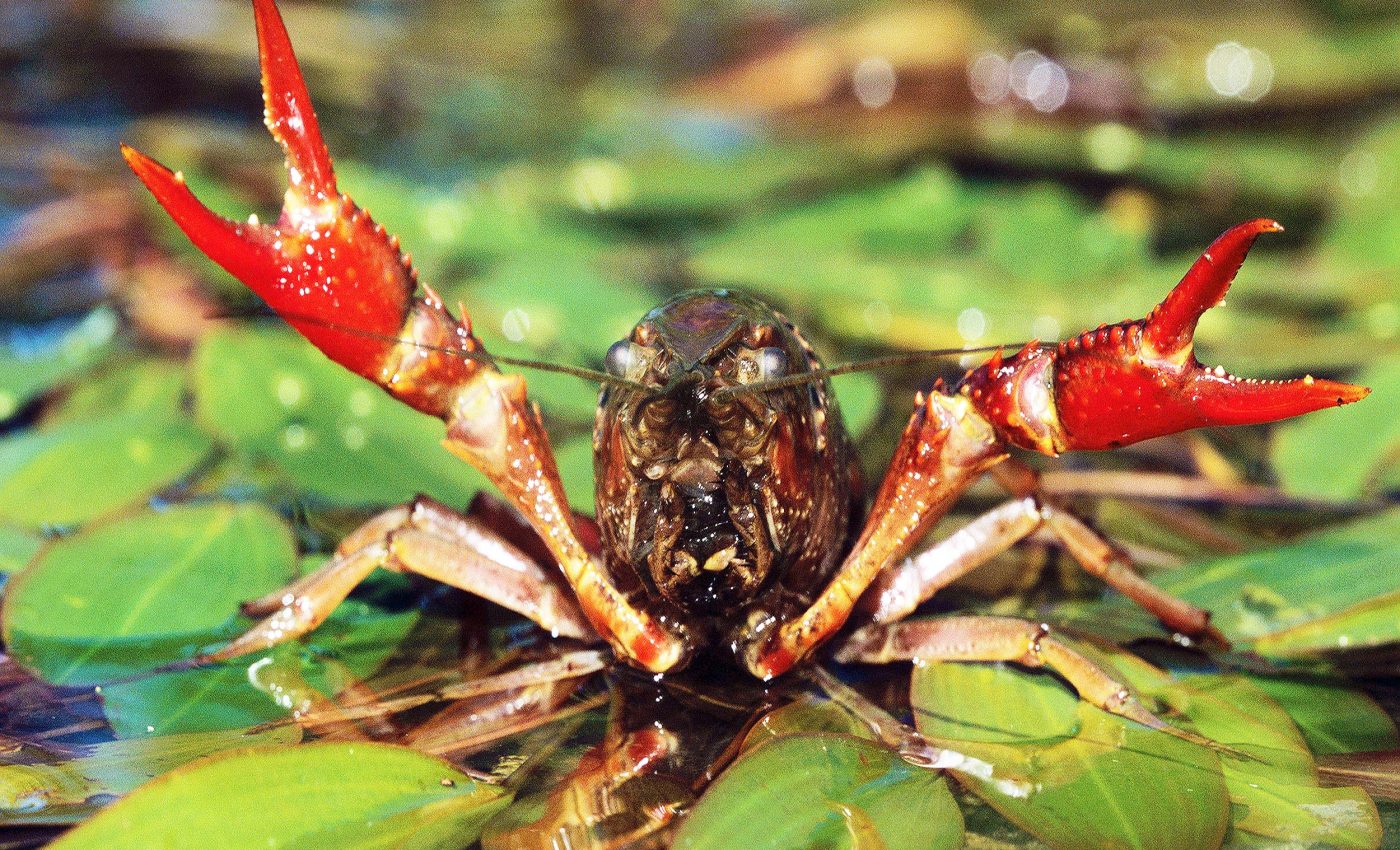 Fossil discovery shows freshwater crayfish measuring 10 inches from 20 million years ago