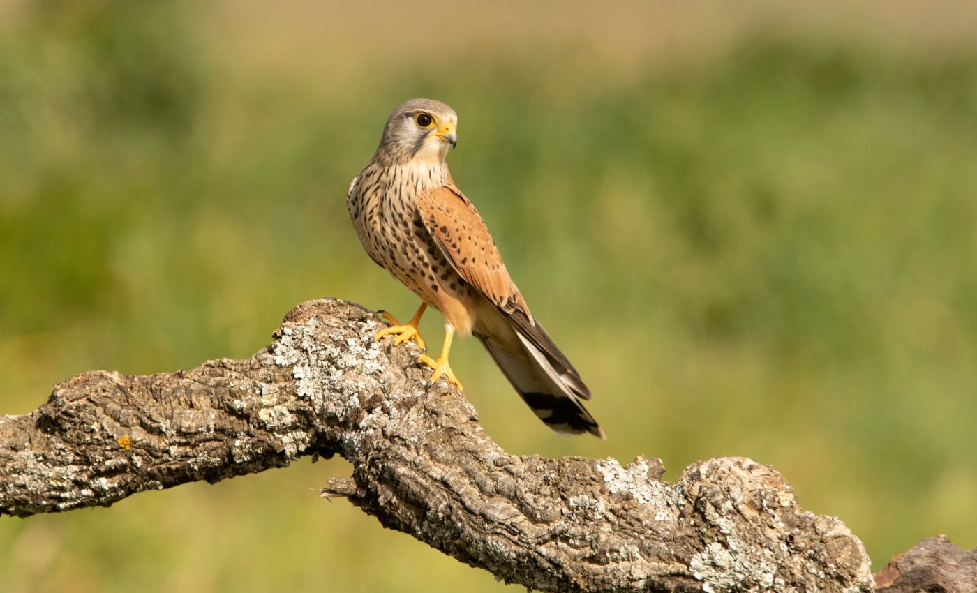 Falcon survival rates surprise scientists amid their decline