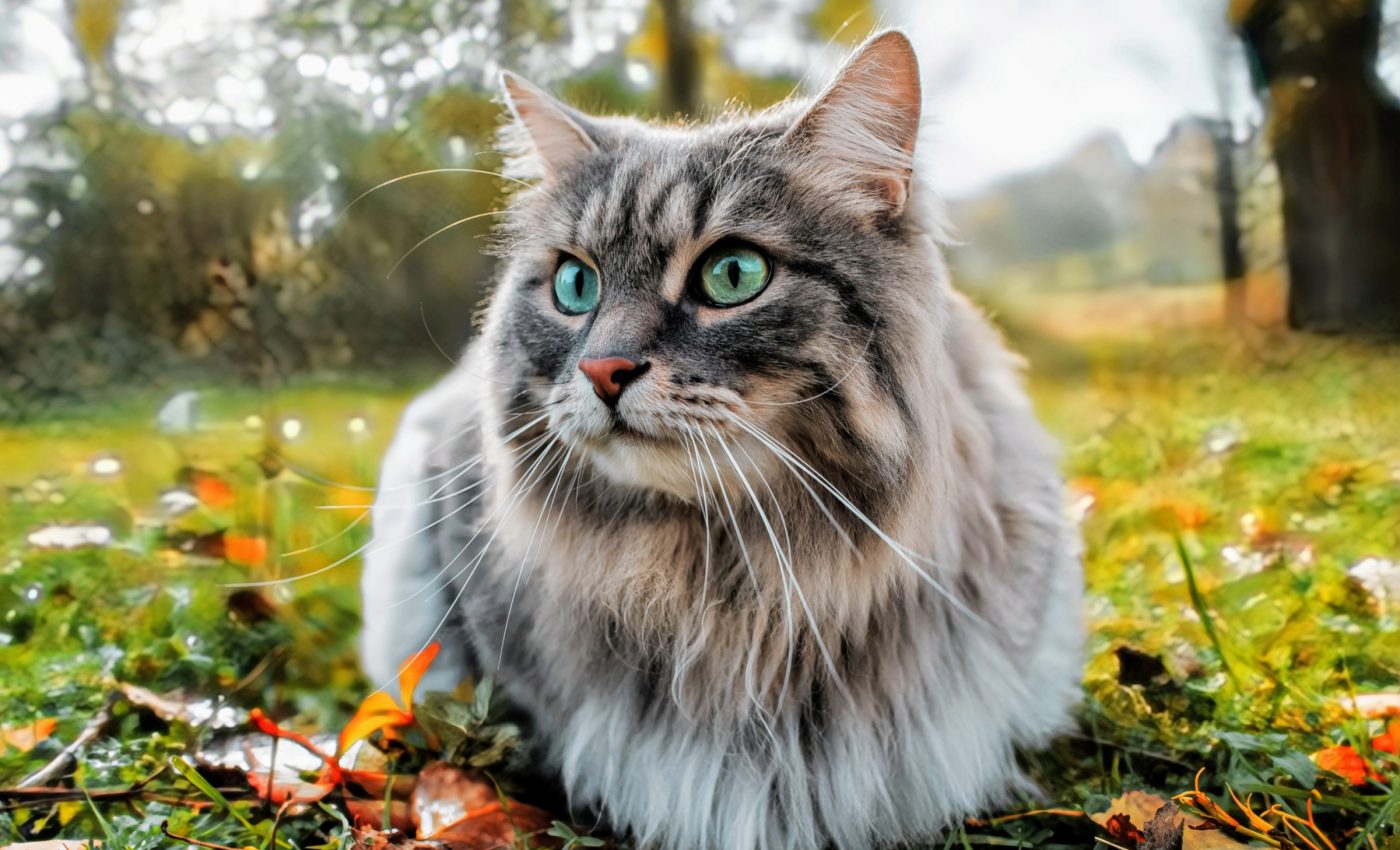 Cats reveal hidden danger of microplastics to unborn life