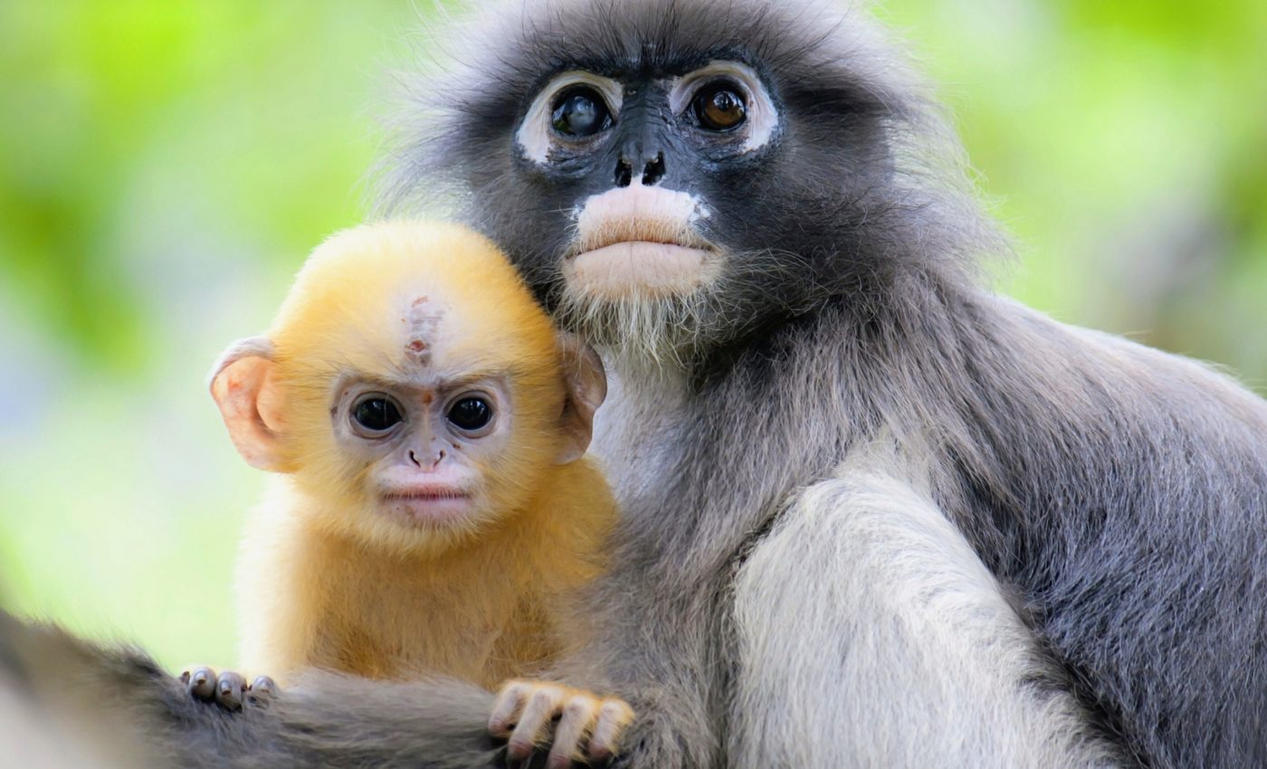 Saving the cultural legacy of wild animals