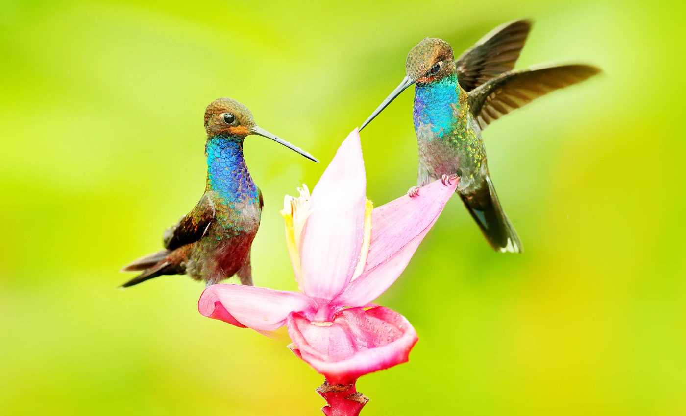 How to turn your yard into a haven for hummingbirds