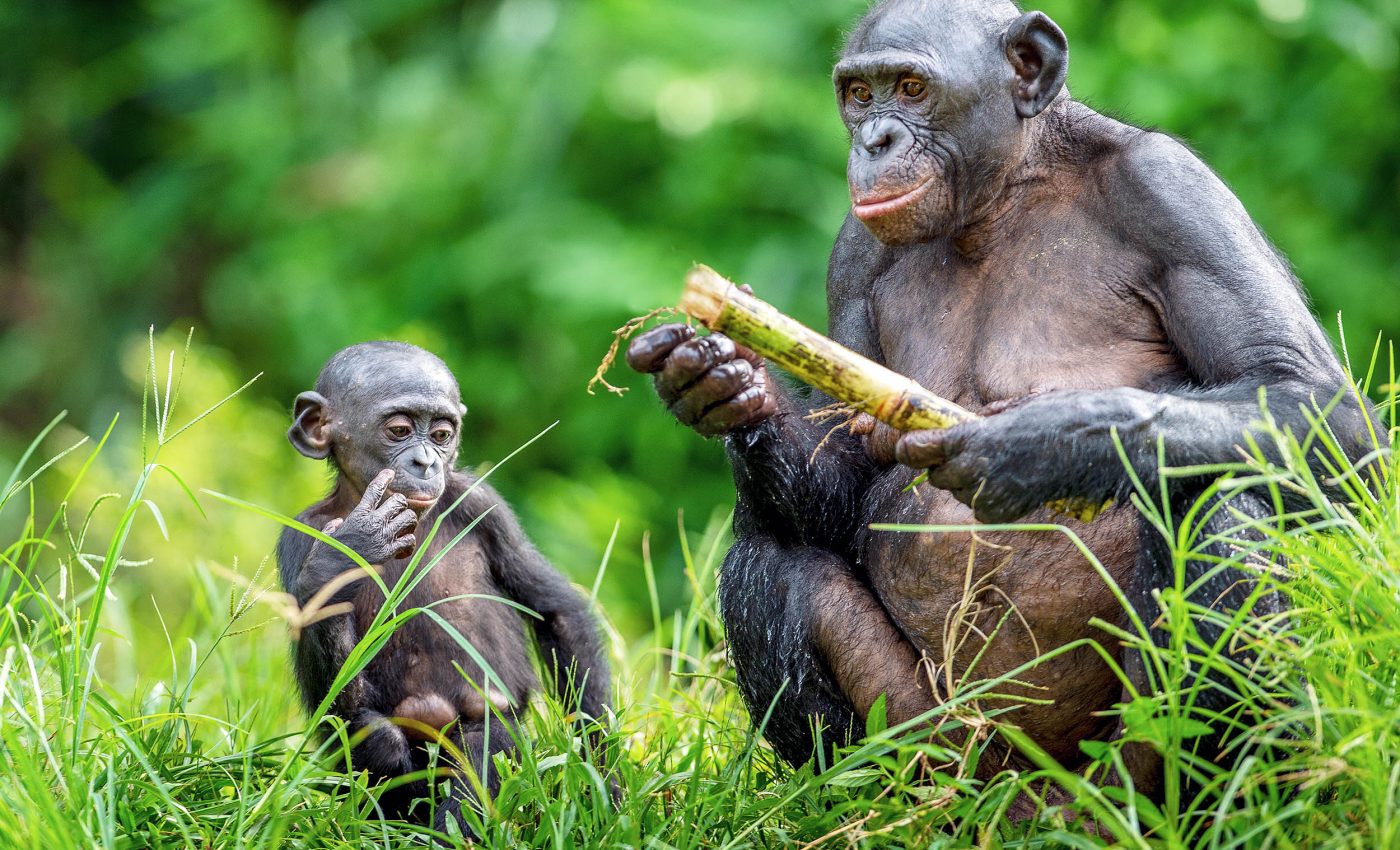 Bonobo communication shares many similarities with human language