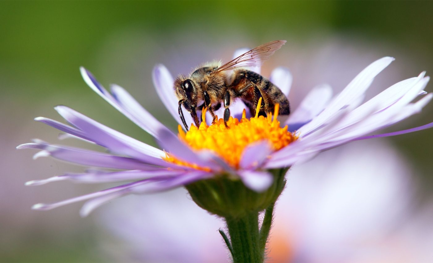 Why bees choose the same flowers again and again