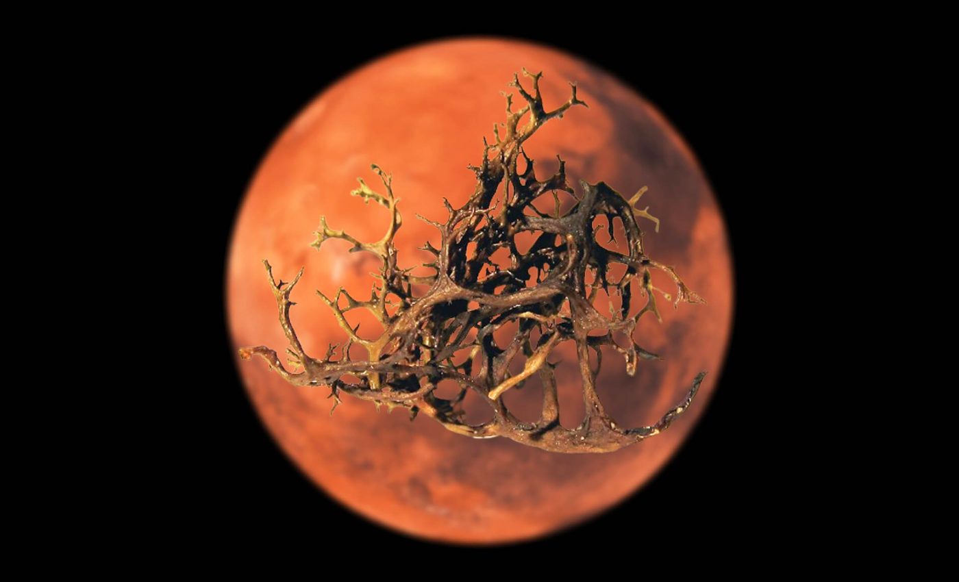Lichens thrive in Martian simulation, another step towards life on Mars