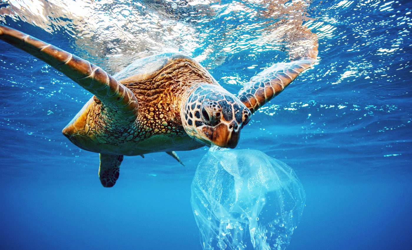 Microplastics found in 99 percent of tested sea turtles' internal organ tissue