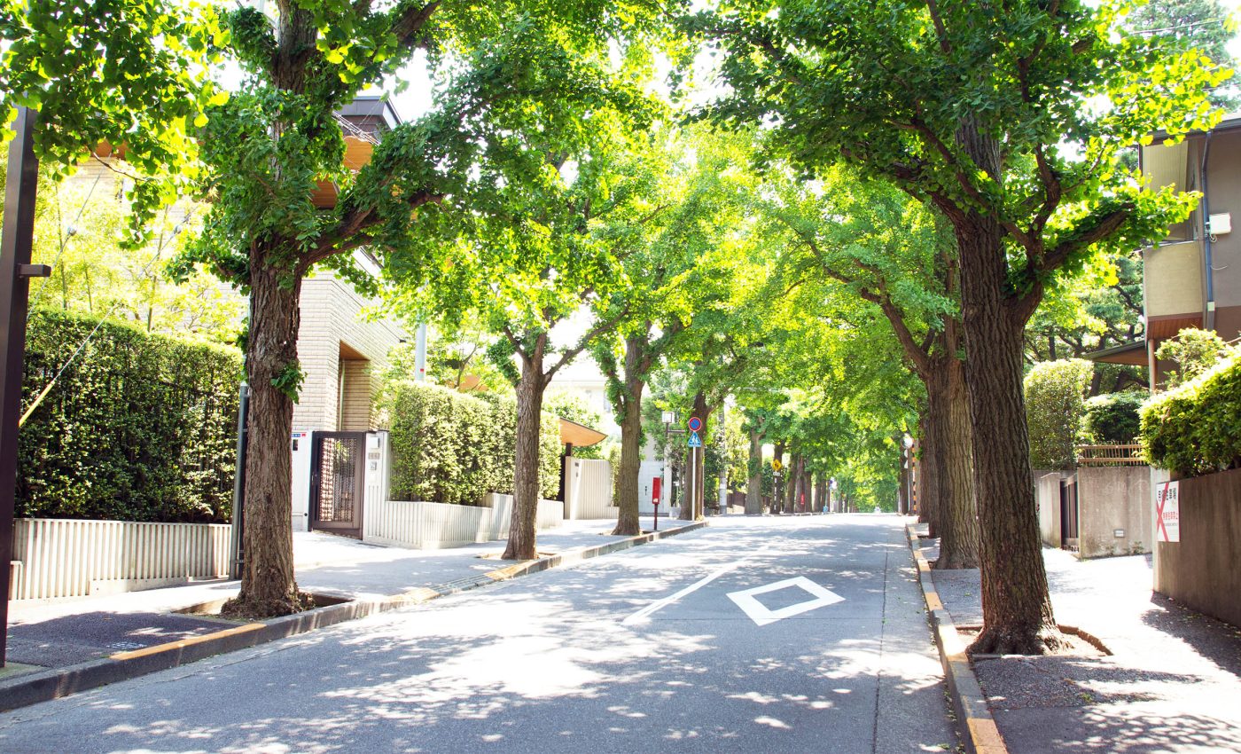 City trees might be misleading us about climate change impact