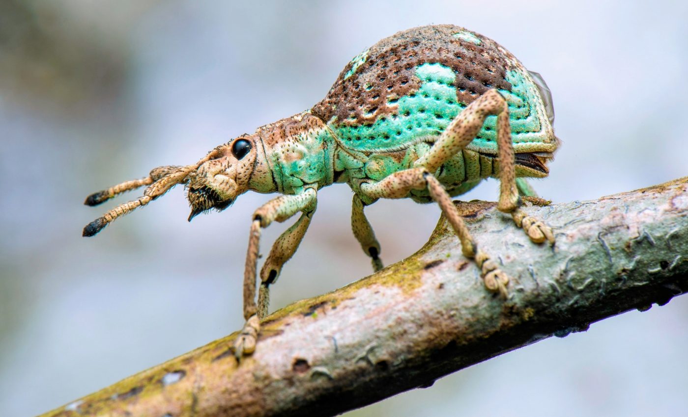 Earth may have three million undiscovered animal species