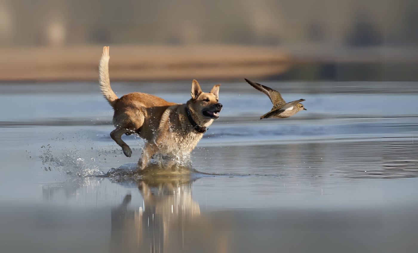 Pet dogs severely harm wildlife, even when leashed