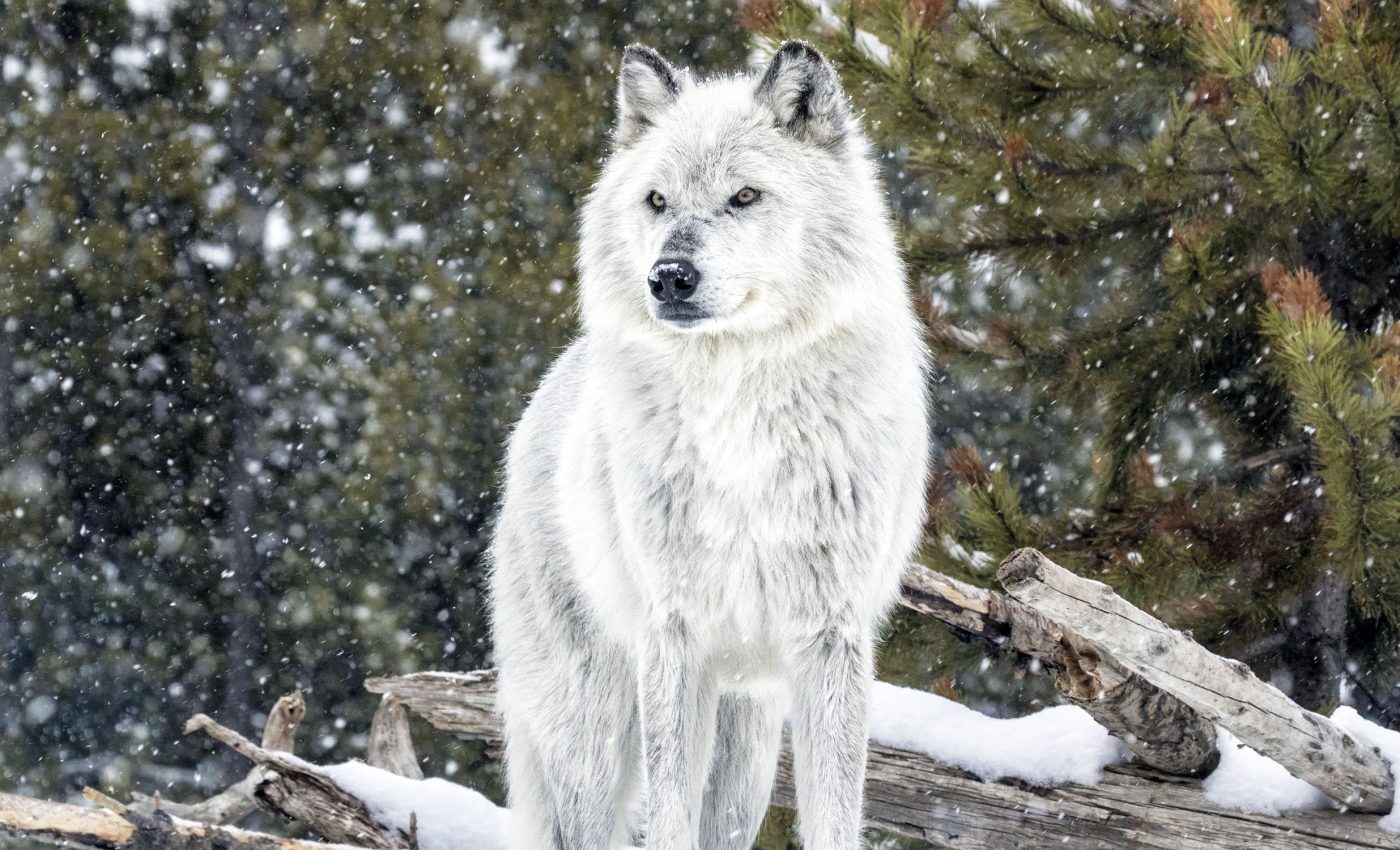 Scientists: No, those are definitely not 'resurrected' dire wolves