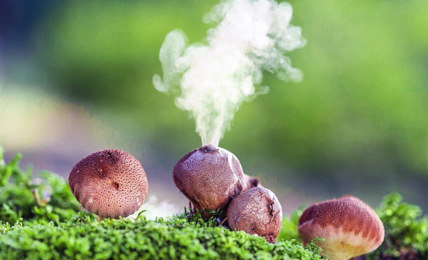 The Last of Us? Fungal diseases that infect humans are becoming more common