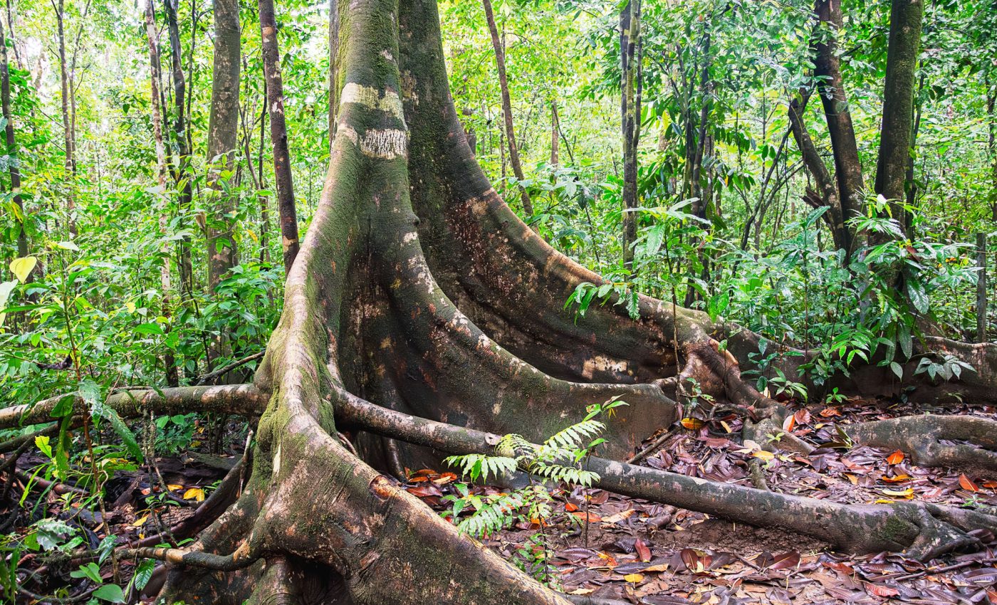 Mercury pollution in the Amazon is recorded in tree rings