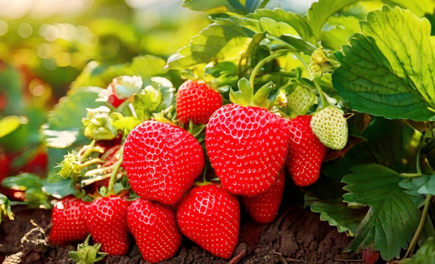 Plant compound shows potential for treating ALS and dementia