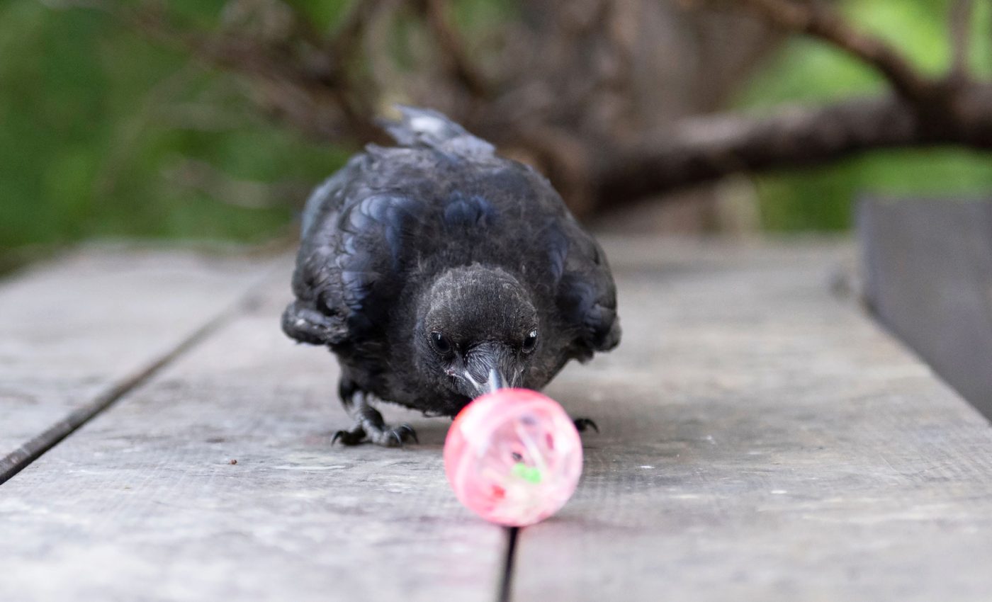 Crows understand shapes and use geometry in everyday life