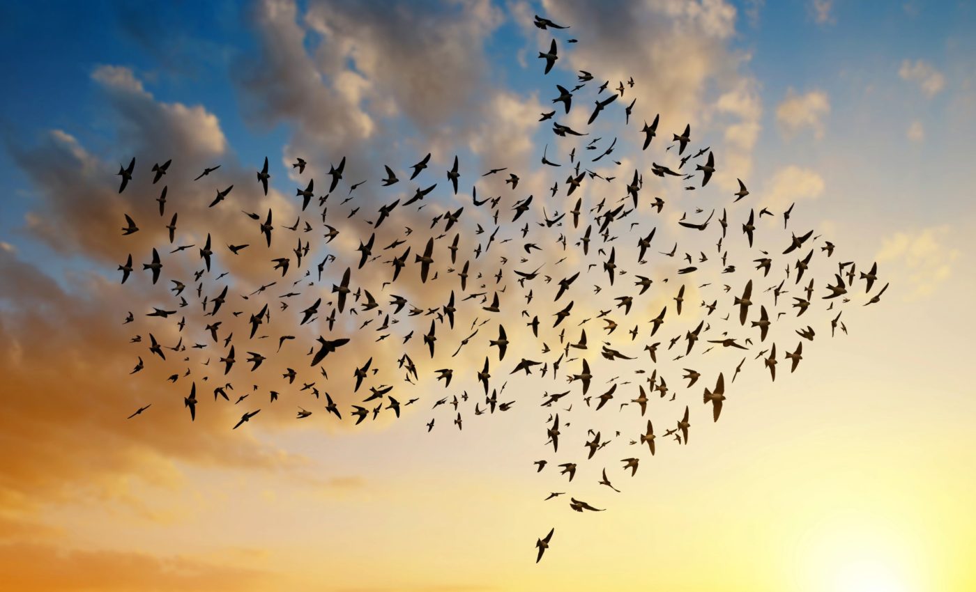 Animal movement predictions matter more than ever