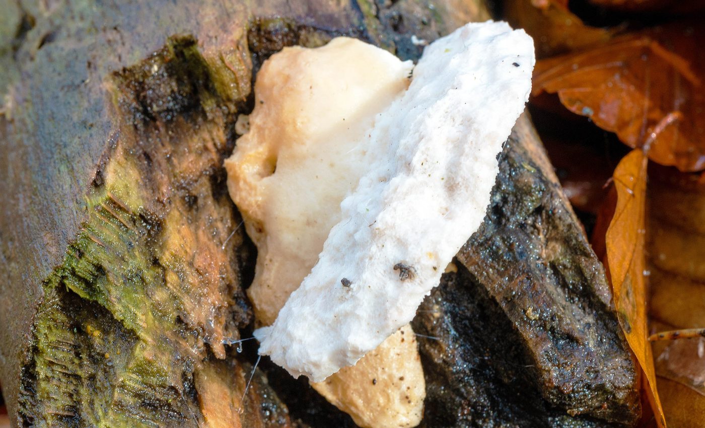 Most bitter tasting substance on Earth identified by scientists