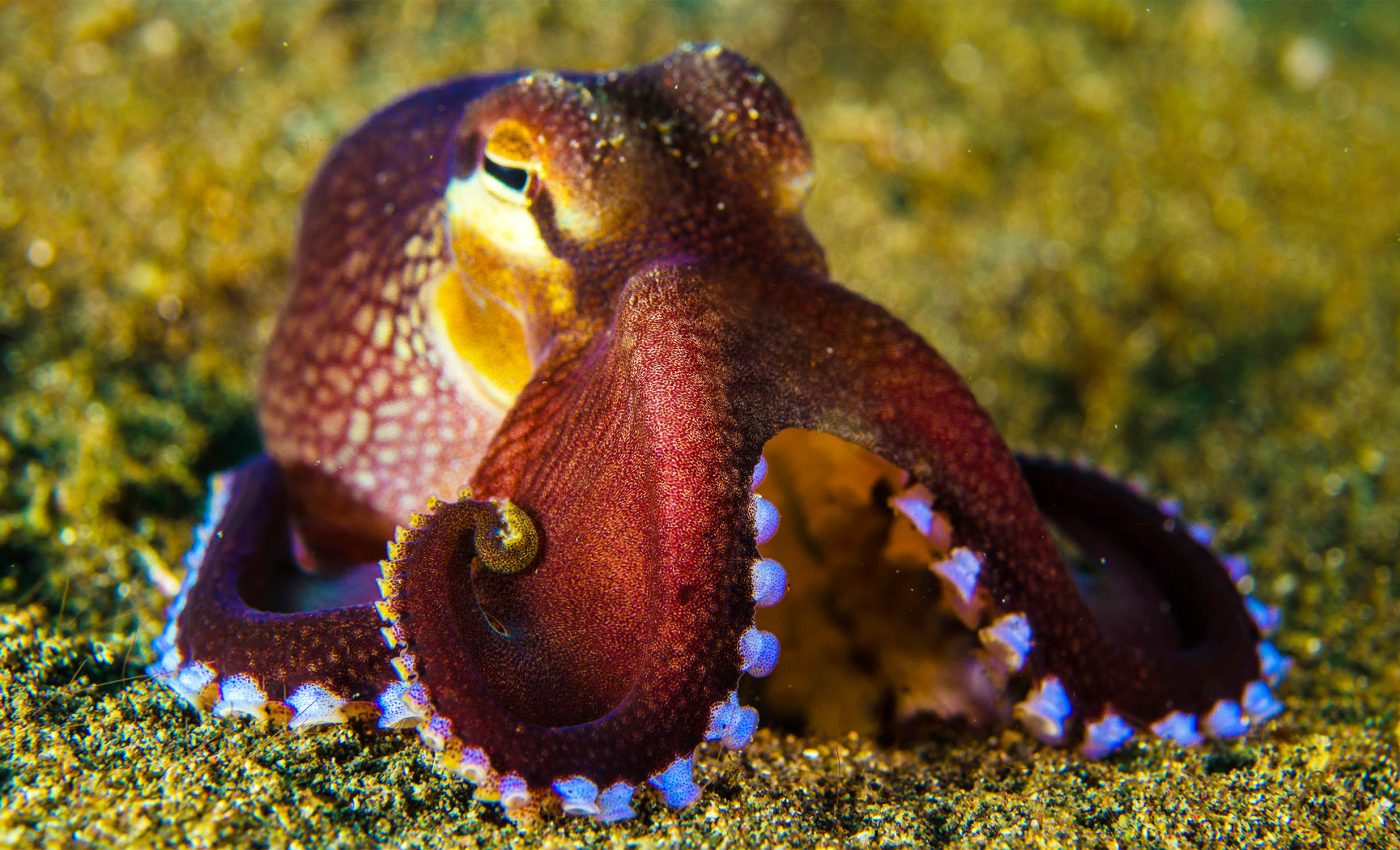 'DNA fishing' helps scientists survey marine life in the deep ocean