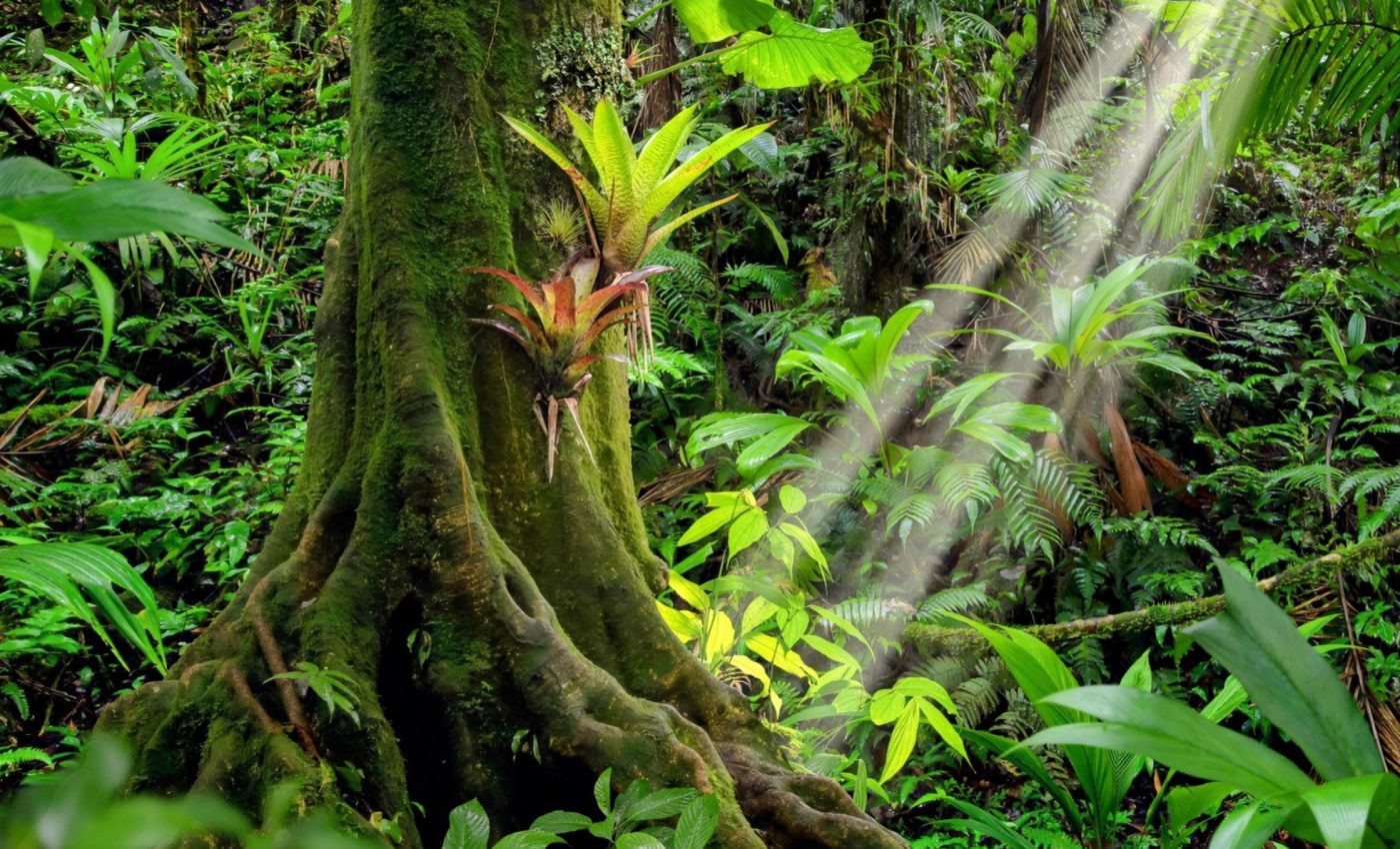 How a tree's chemical defense could spark future medical breakthroughs