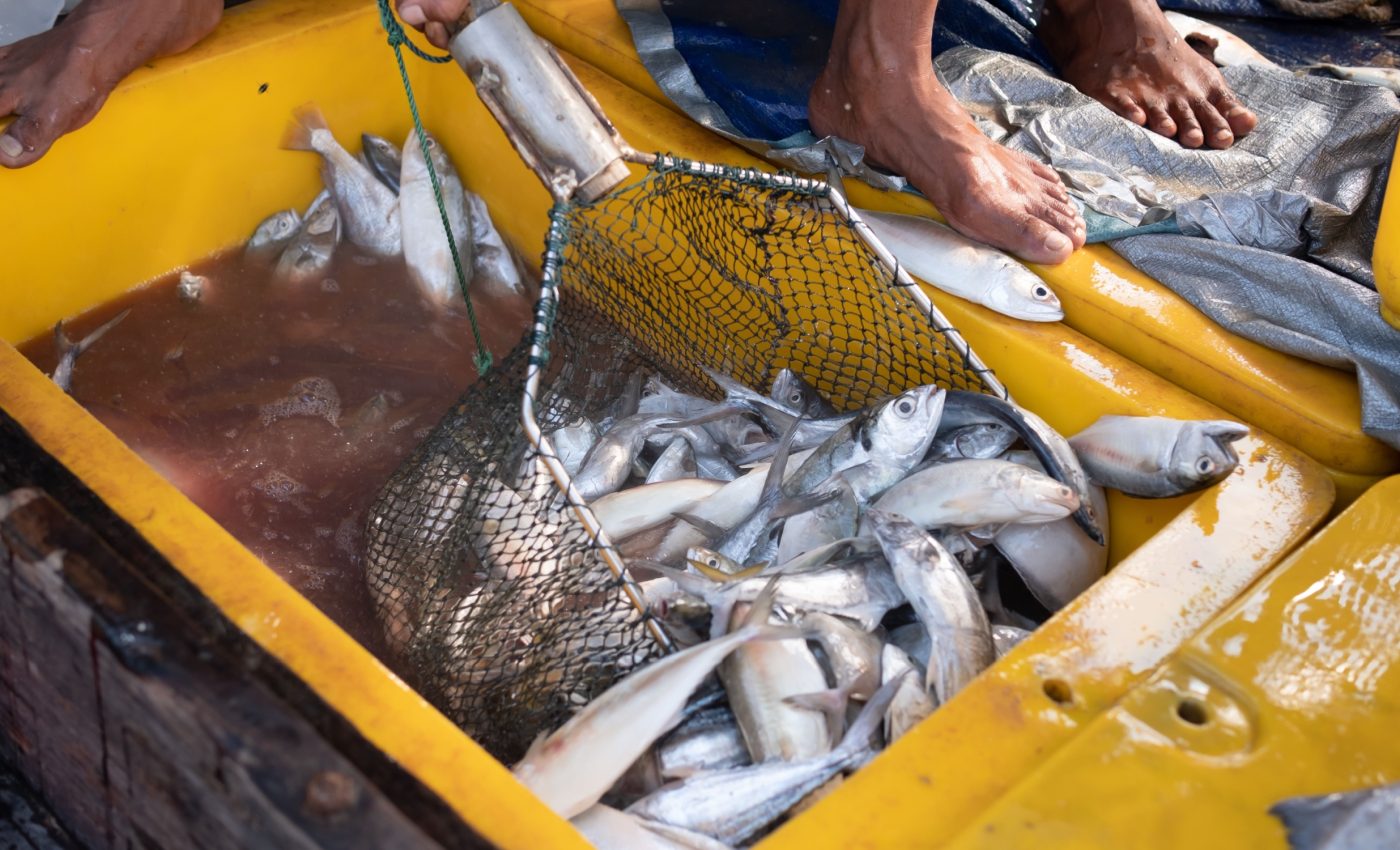 Fishing removes key nutrients from marine ecosystems