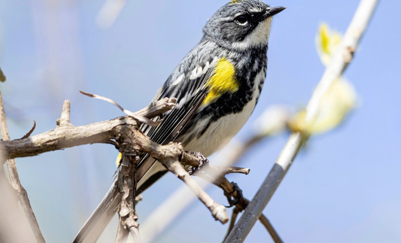 Bird competition: How warblers share trees without fighting
