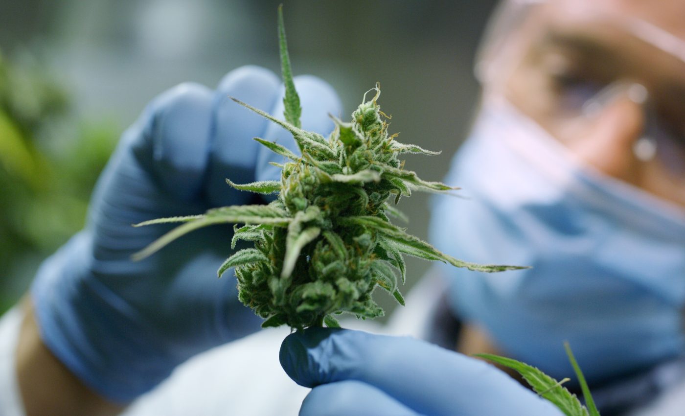 Overwhelming evidence that cannabis significantly helps cancer patients