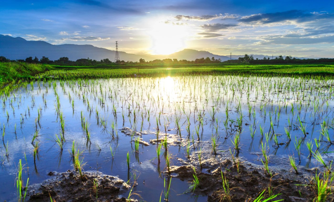 Climate change is quietly making rice more toxic