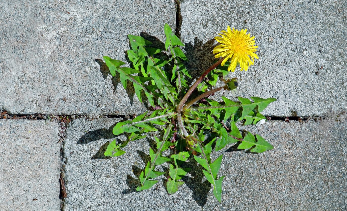 Urban wildflowers may be harming bees