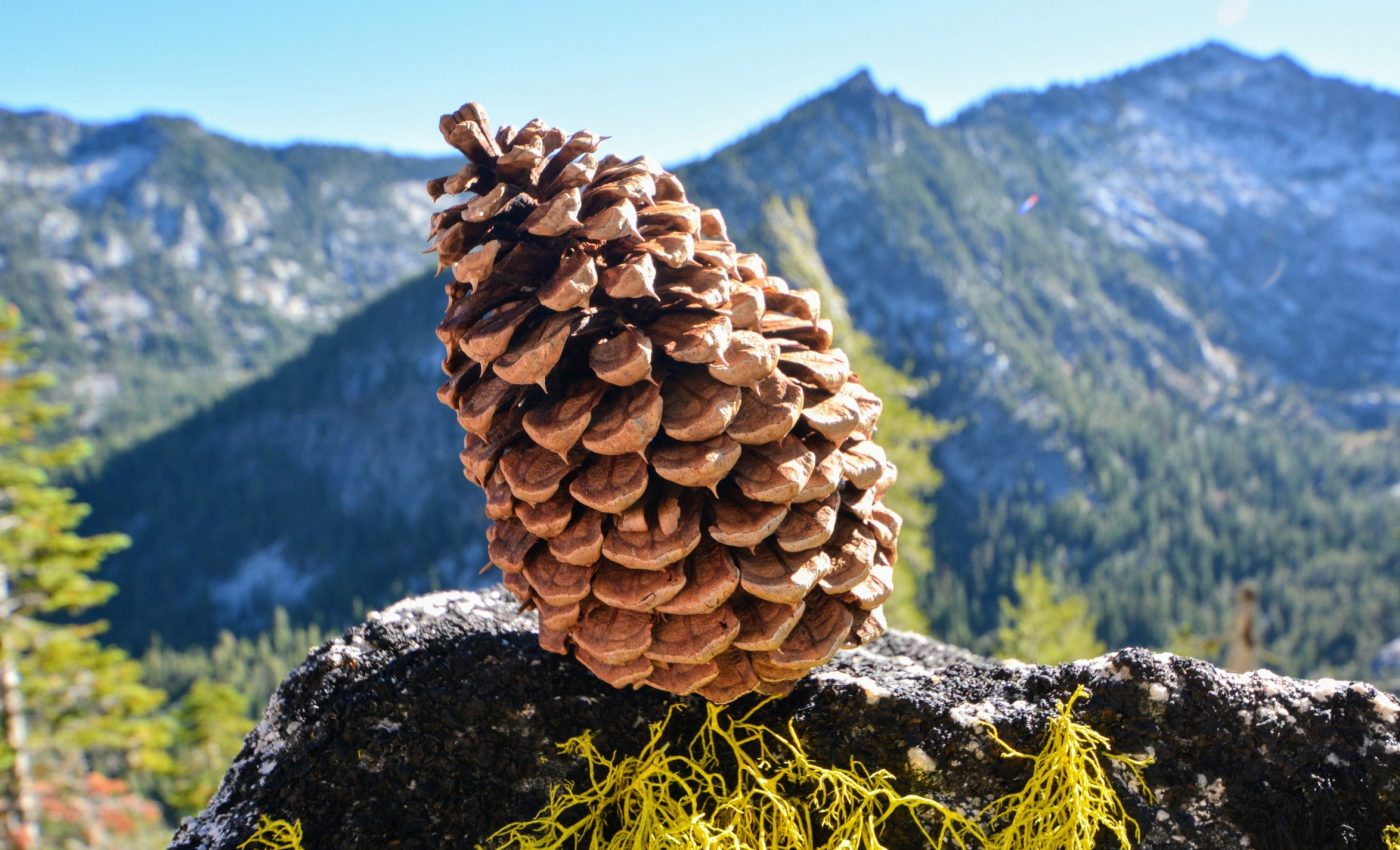 Why trees are reaching new heights in the mountains