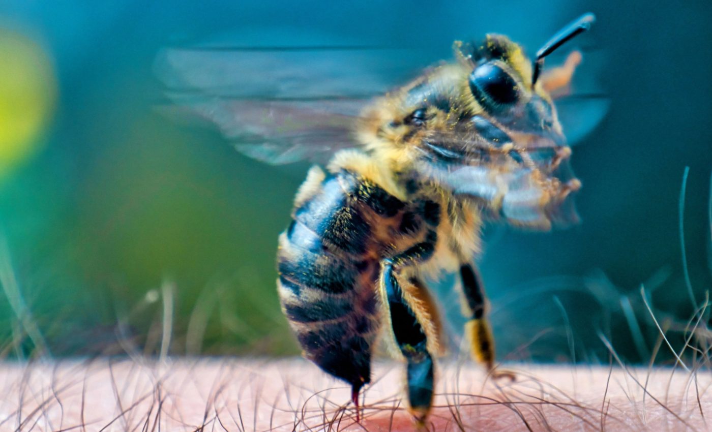Bees have unique personalities that determine whether they sting