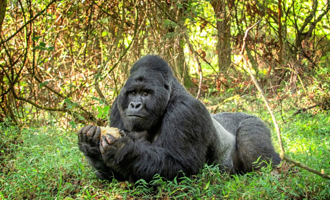 Gorillas are digging for a surprising food in the jungle soil