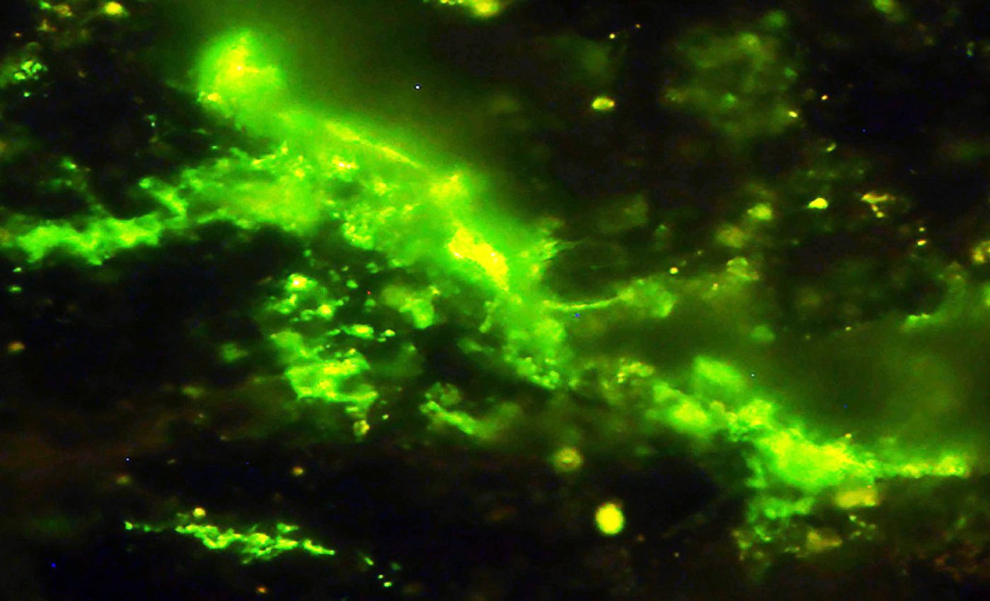 Living microbes found sealed inside a sealed 2-billion-year-old rock - a "very exciting discovery"