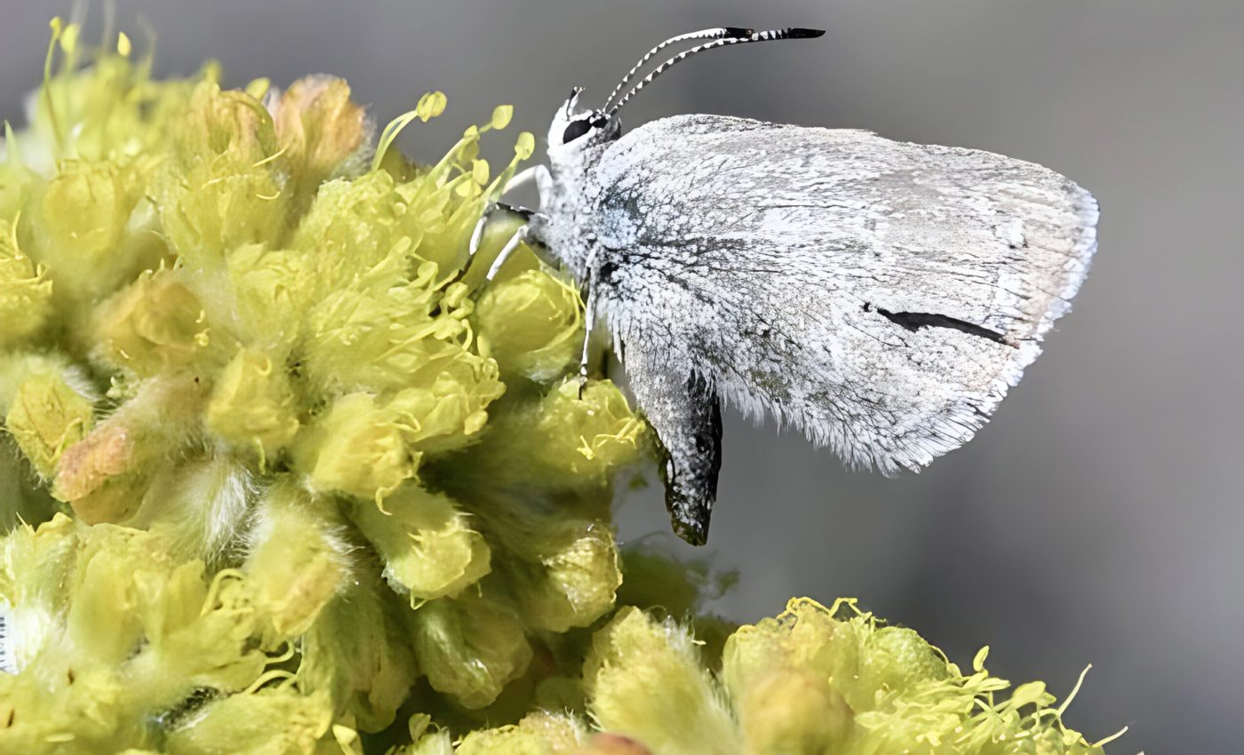‘Curiously isolated’ butterfly found in Canada's Rocky Mountains