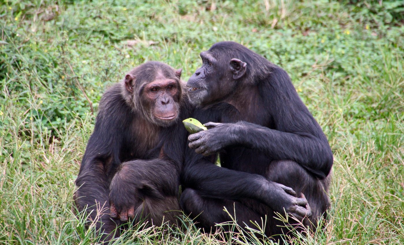 Chimpanzees share alcoholic fruit to increase social bonding