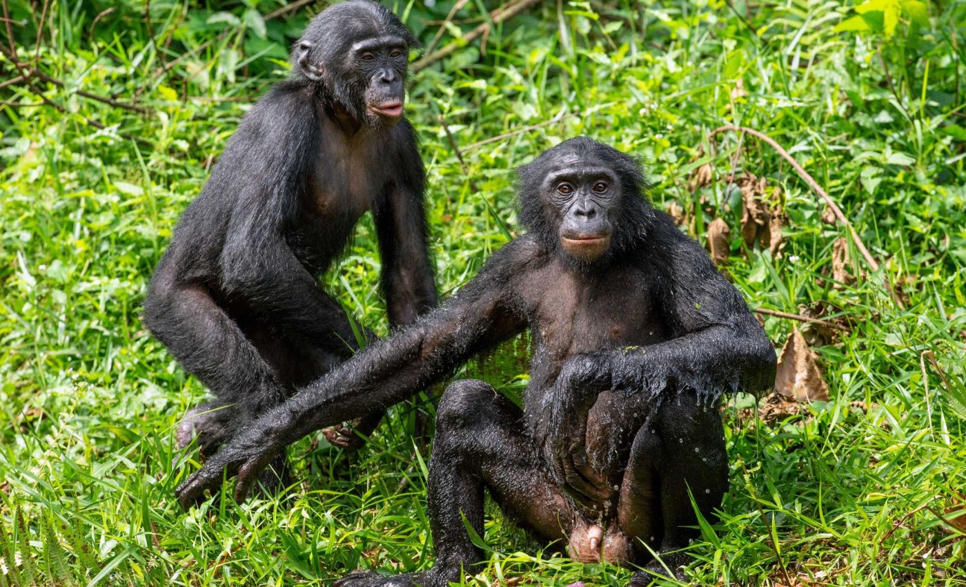 Bonobos say no to unfair trades, even if it costs rewards