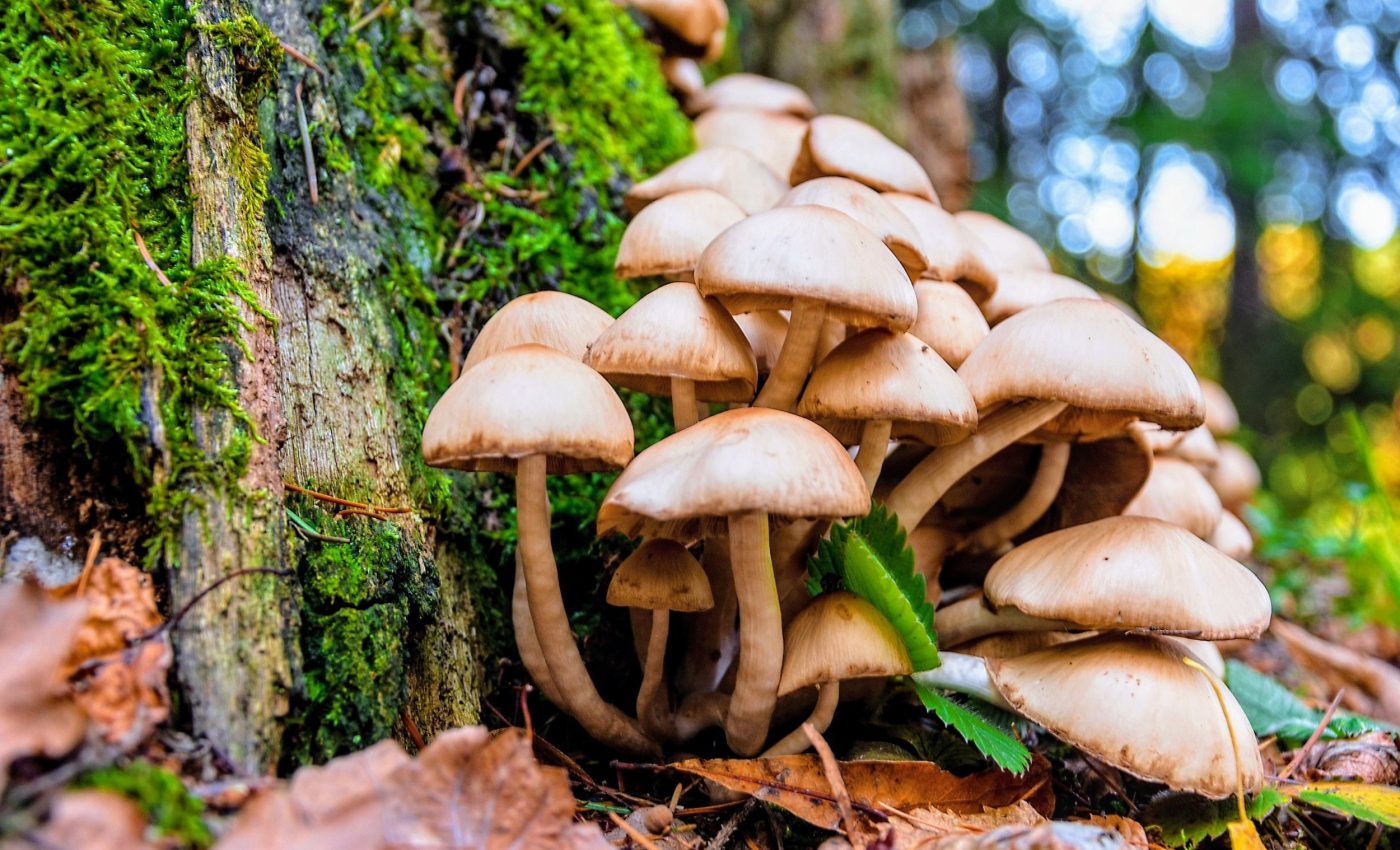 Increased use of psilocybin in U.S. raises health concerns