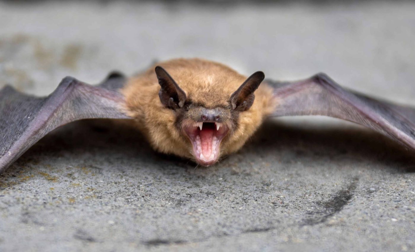 What secrets are hidden in the babbling of bats?