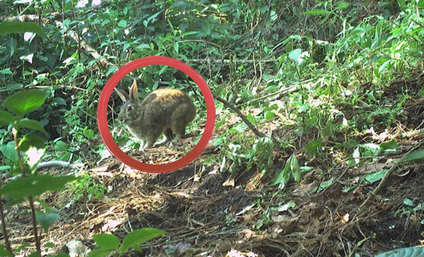 Omiltemi rabbit comes back to life after 120 years without a trace