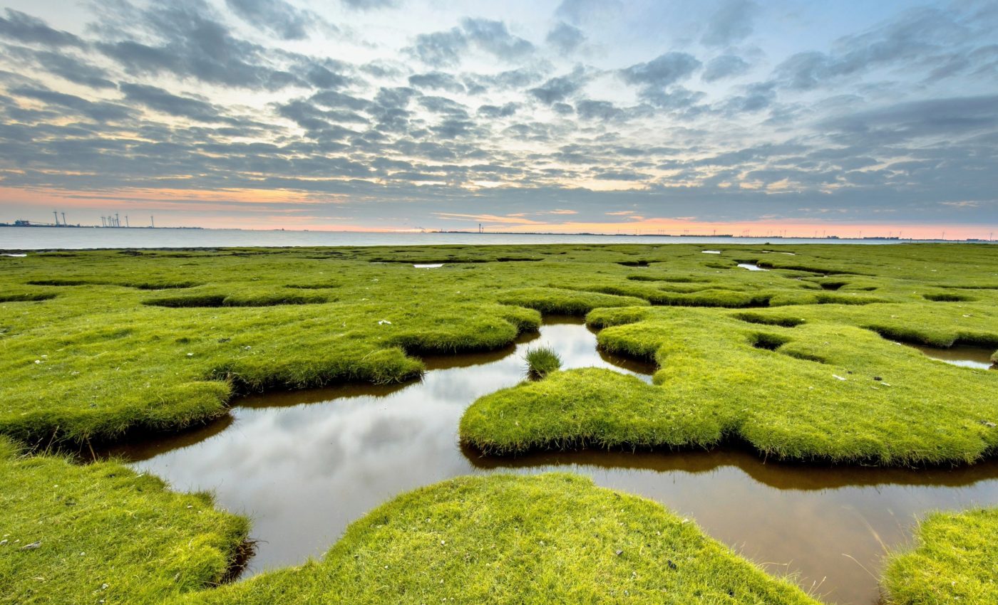 Wetlands are a hidden source of rising methane emissions