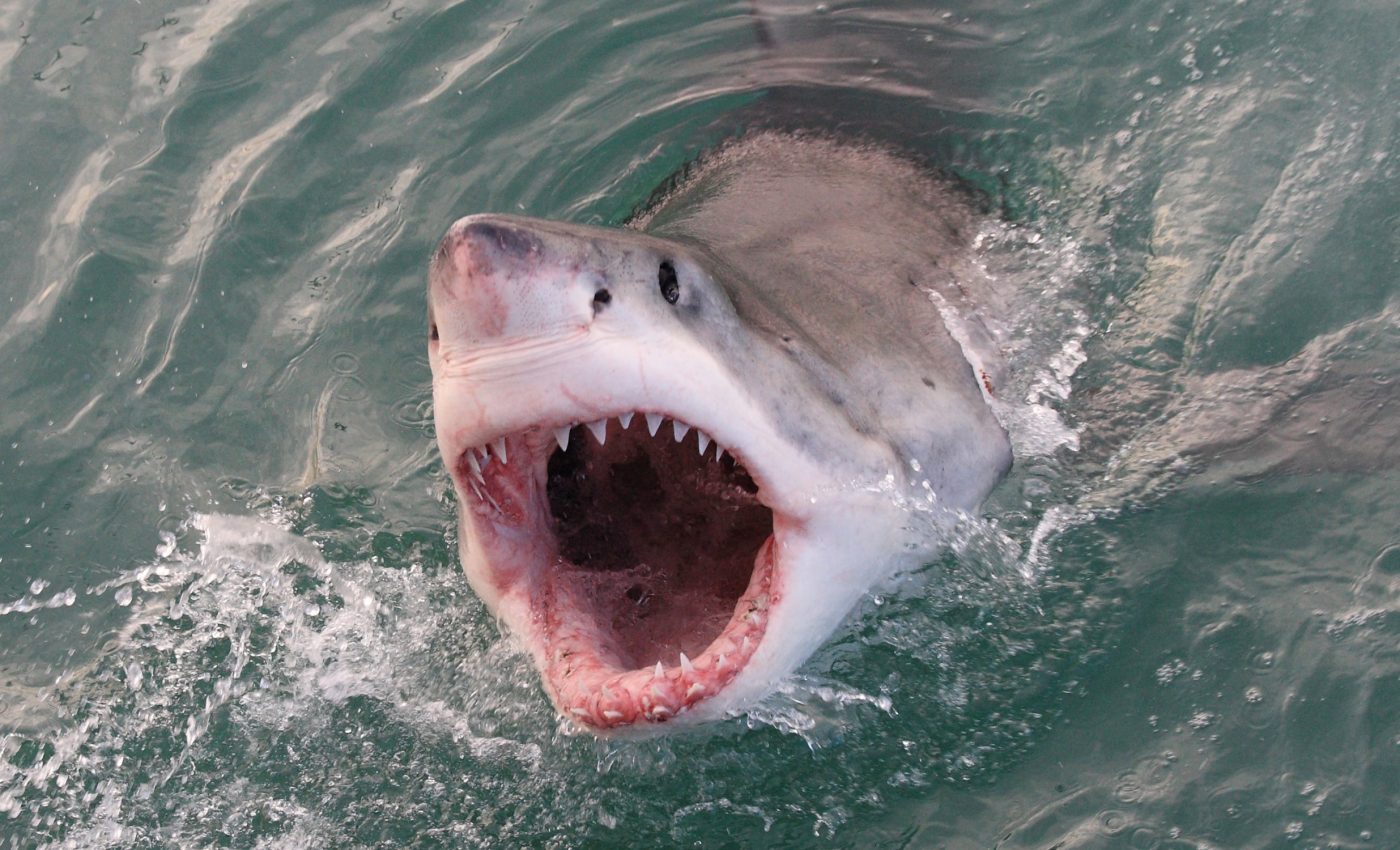 Sharks often bite people in self-defense, not to attack