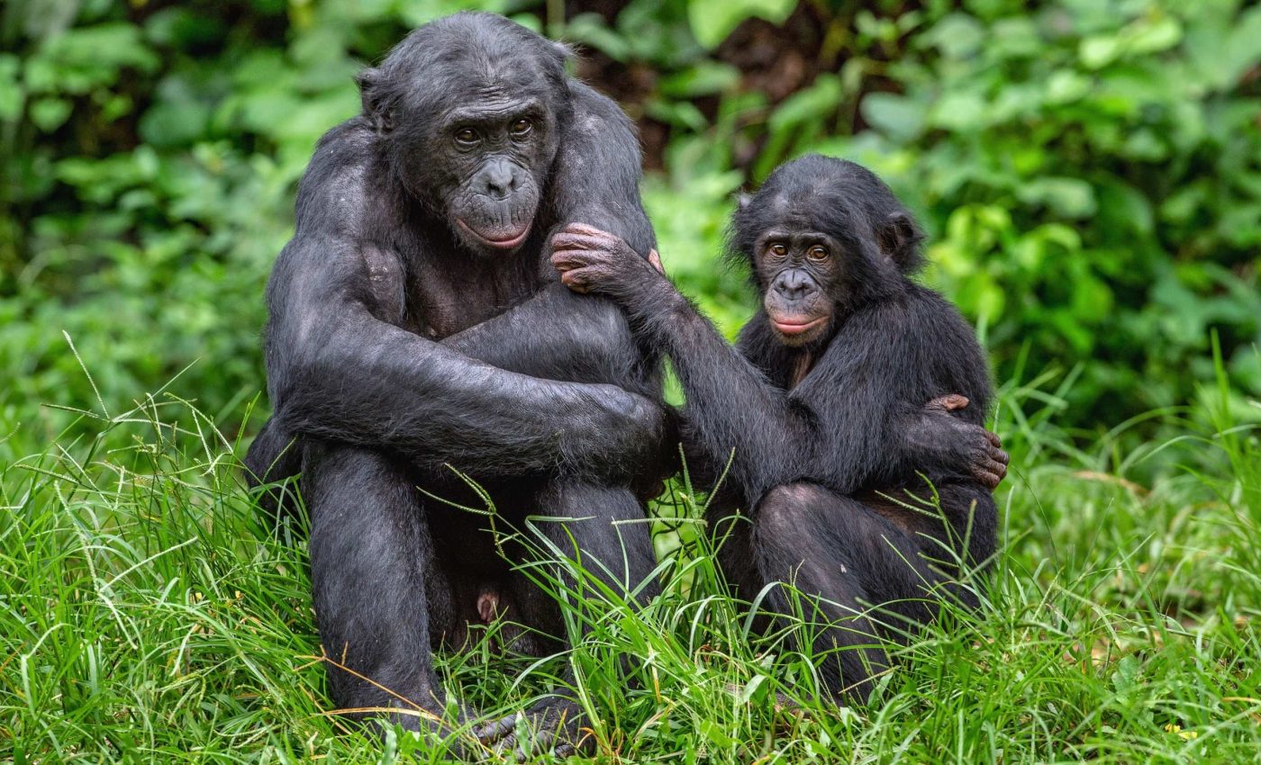 Bonobos and chimps express empathy much like humans